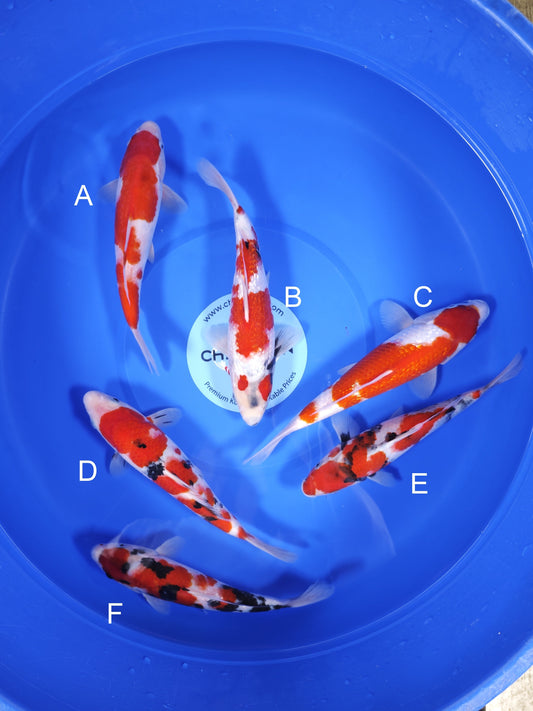 Koi fish for sale — 25-30 cm Ogata Kohaku at ChampKoi