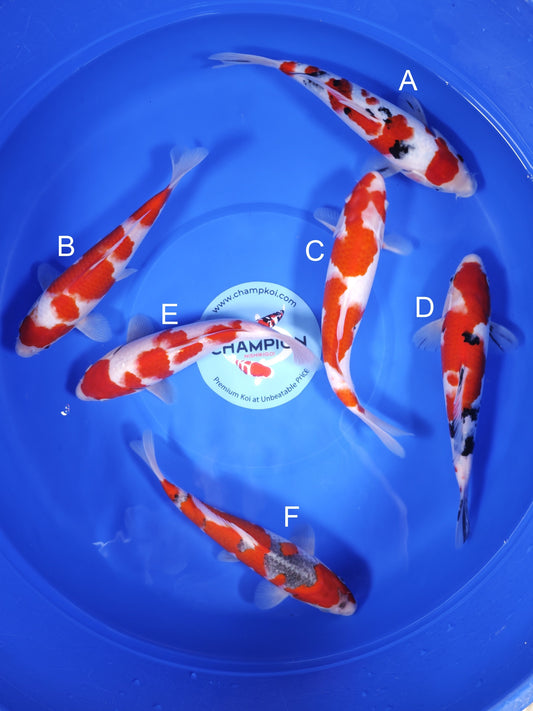 Koi fish for sale — 25-30 cm Ogata Sanke at ChampKoi