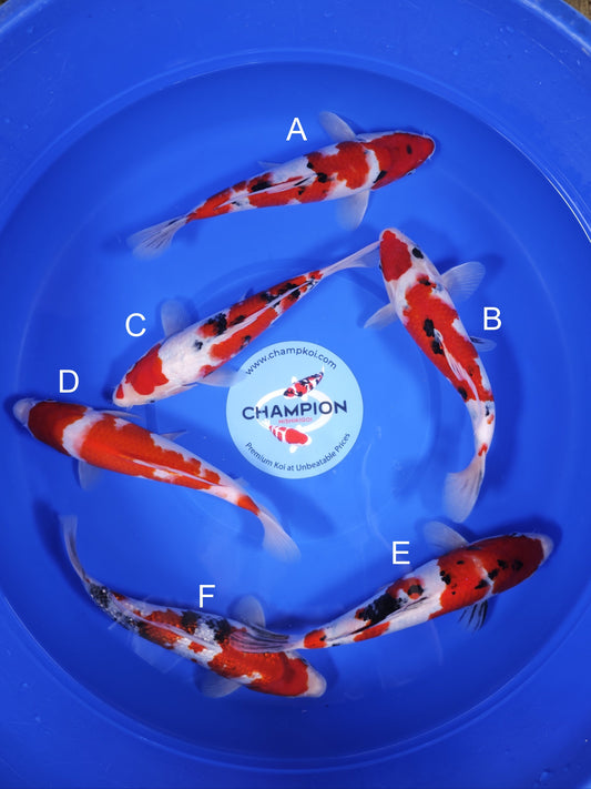 Koi fish for sale — 25-30 cm Ogata Showa at ChampKoi