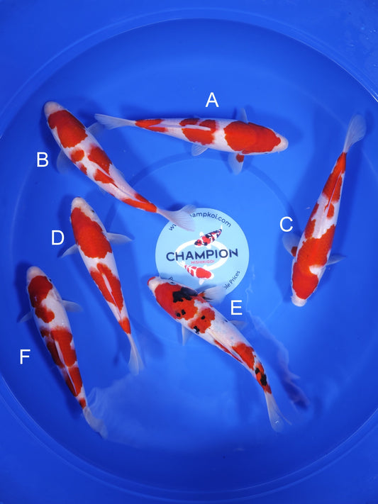 Koi fish for sale — 24-28 cm Ogata Kohaku at ChampKoi