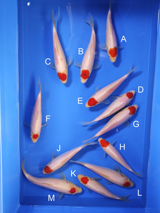 Koi fish for sale — 18-20 cm Taniguchi Tancho at ChampKoi