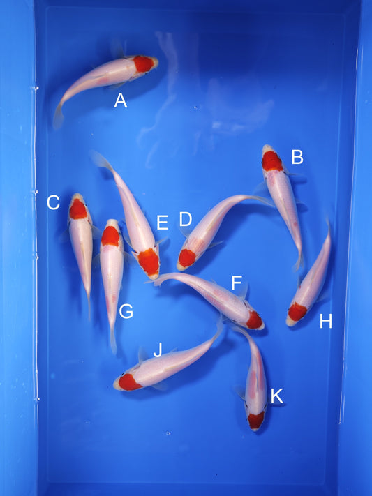 Koi fish for sale — 16-18 cm Taniguchi Tancho at ChampKoi