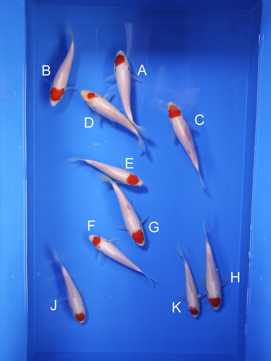 Koi fish for sale — 15-18 cm Taniguchi Tancho at ChampKoi