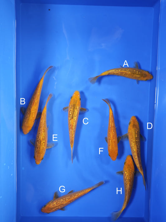 Koi fish for sale — 18-20 cm Taniguchi Golden Corn at ChampKoi