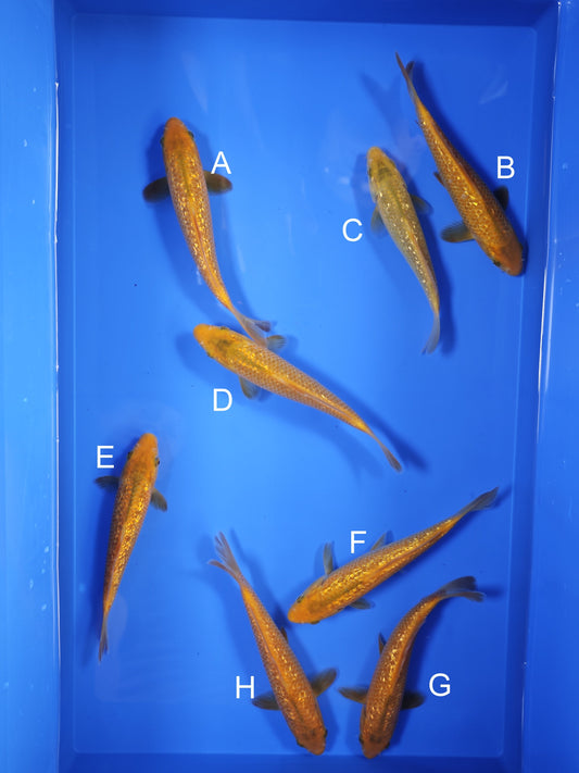 Koi fish for sale — 18-20 cm Taniguchi Golden Corn at ChampKoi