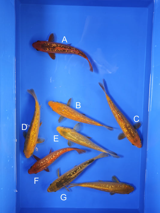 Koi fish for sale — 18-20 cm Taniguchi Golden Corn at ChampKoi