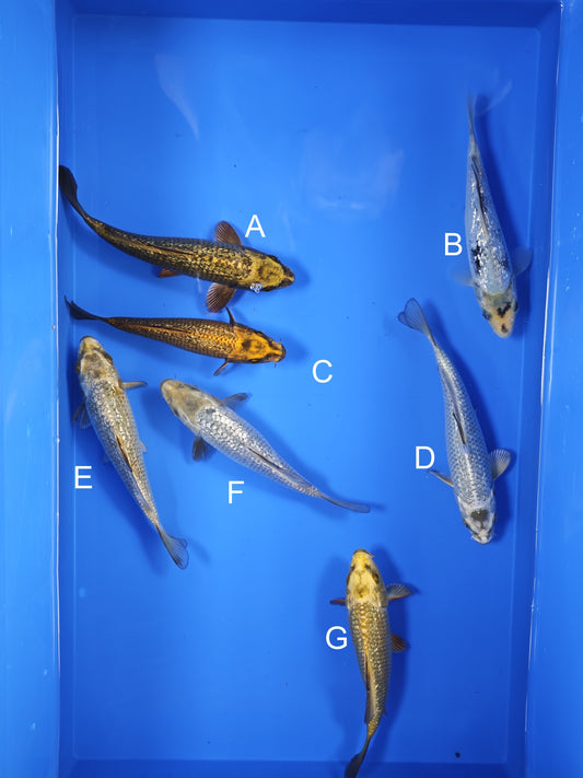 Koi fish for sale — 18-20 cm Taniguchi Kawari Koi at ChampKoi