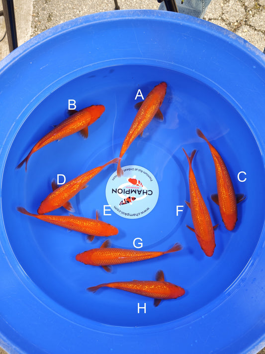 Koi fish for sale — 20-25 cm Ogata Ginrin Benigoi at ChampKoi