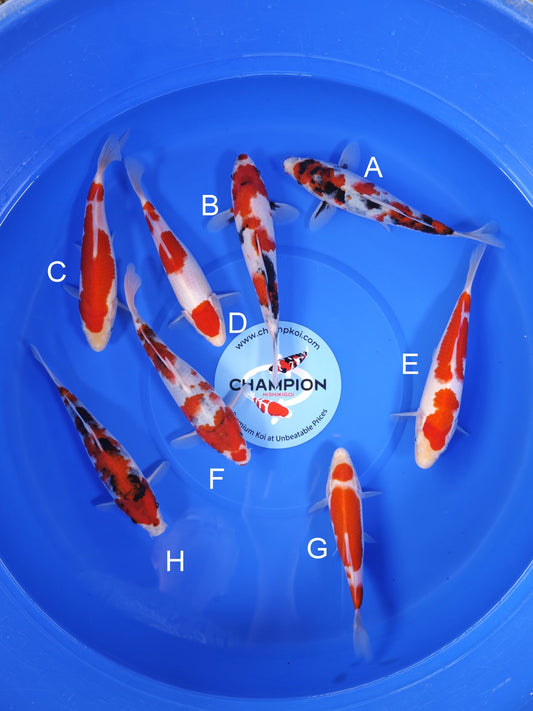 Koi fish for sale — 20-25 cm Suetsugu Showa at ChampKoi