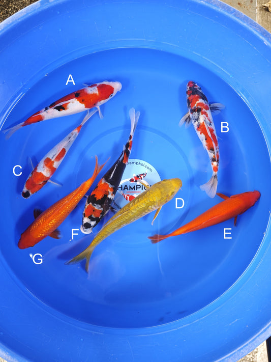 Koi fish for sale — 23-28 cm Ogata Showa at ChampKoi