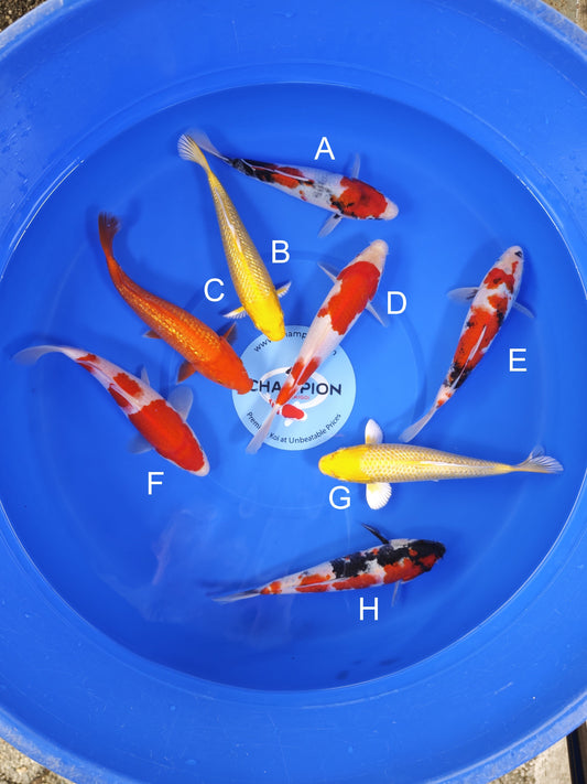 Koi fish for sale — 20-23 cm Suetsugu Showa at ChampKoi