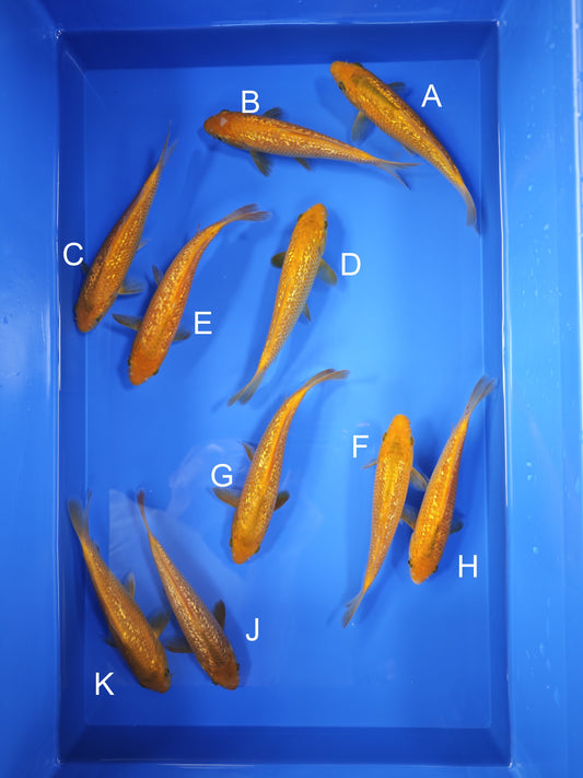 Koi fish for sale — 18-20 cm Taniguchi Golden Corn at ChampKoi