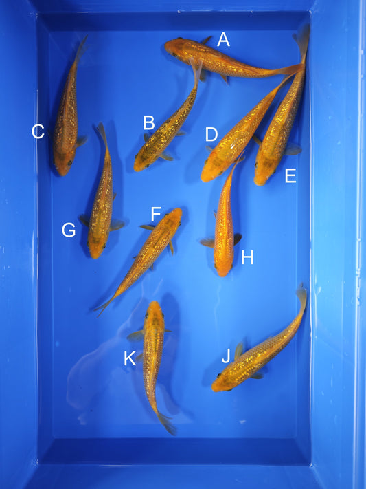 Koi fish for sale — 18-20 cm Taniguchi Golden Corn at ChampKoi