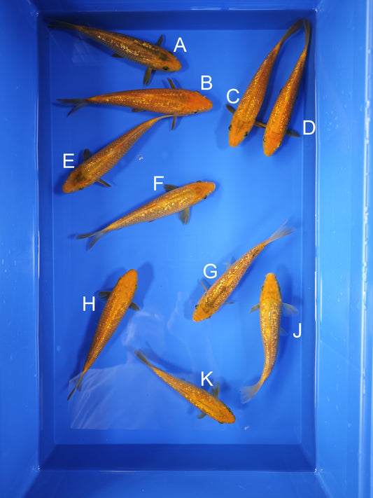 Koi fish for sale — 18-20 cm Taniguchi Golden Corn at ChampKoi