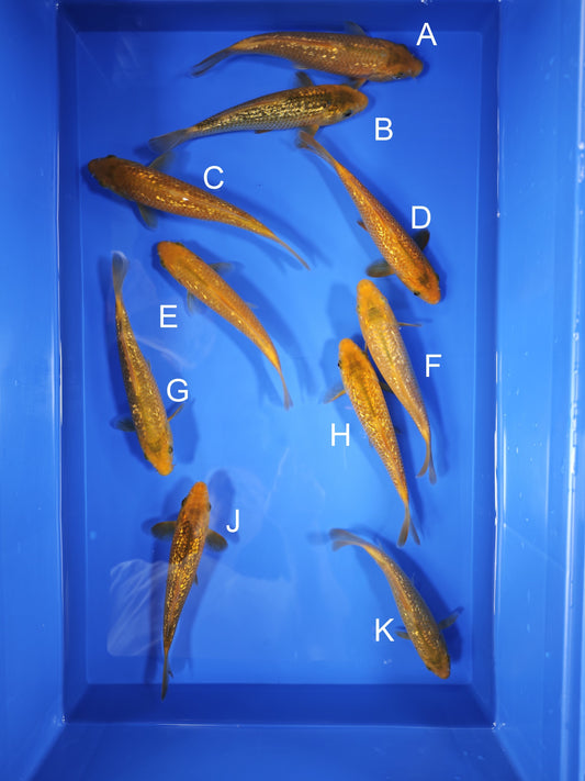 Koi fish for sale — 18-20 cm Taniguchi Golden Corn at ChampKoi
