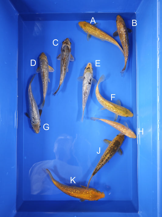Koi fish for sale — 18-20 cm Taniguchi Golden Corn at ChampKoi