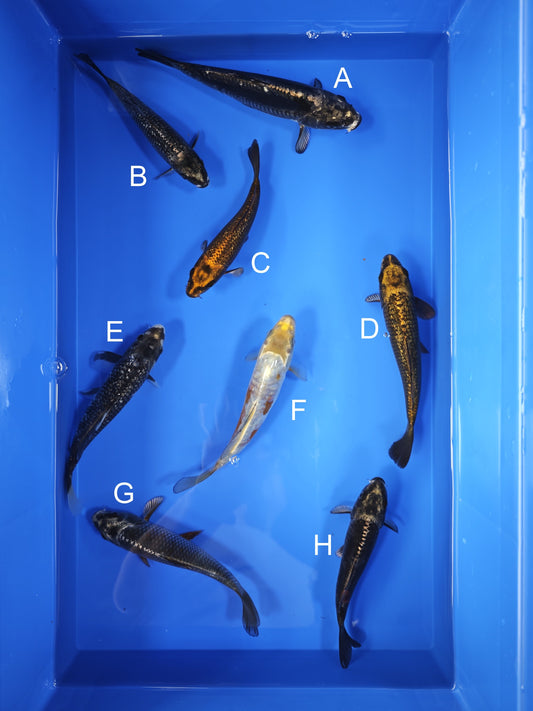 Koi fish for sale — 18-20 cm Taniguchi Kawari Koi at ChampKoi