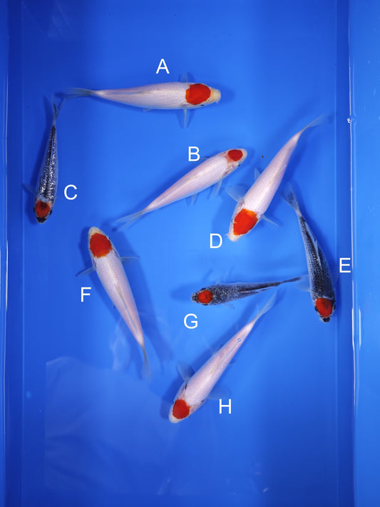 Koi fish for sale — 13-17 cm Taniguchi Tancho Kohaku at ChampKoi