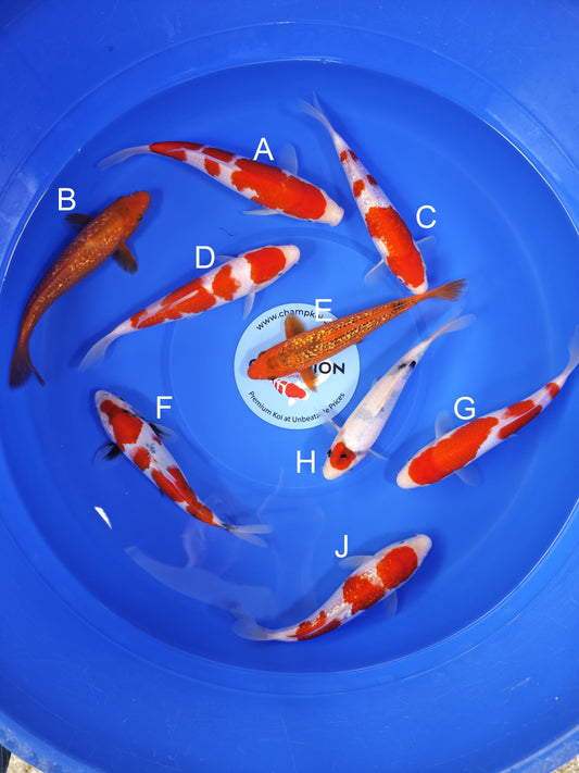 Koi fish for sale — 20-25 cm Taniguchi Kohaku at ChampKoi