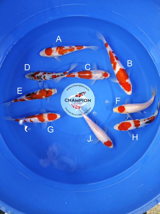 Koi fish for sale — 20-25 cm Taniguchi Ginrin Kohaku at ChampKoi