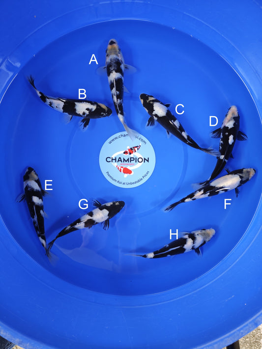 Koi fish for sale — 19-21 cm Omosako Shiro Utsuri at ChampKoi