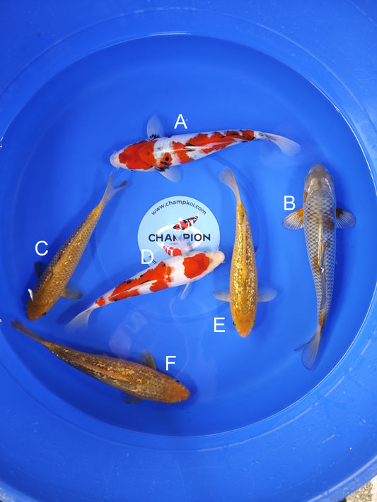 Koi fish for sale — 25-30 cm Taniguchi Showa at ChampKoi
