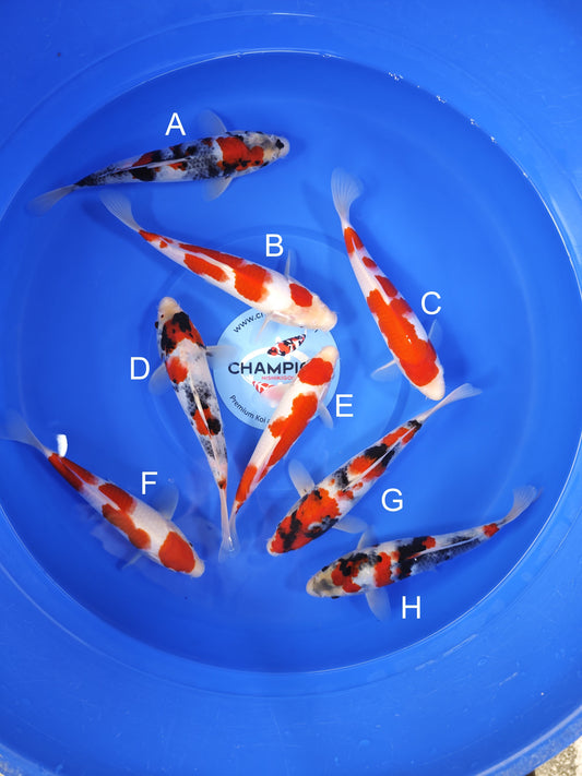 Koi fish for sale — 25-27 cm Suetsugu Showa at ChampKoi