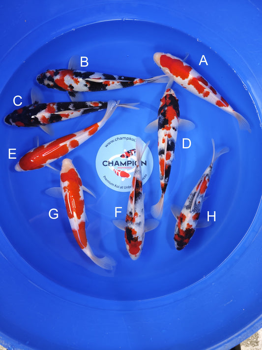 Koi fish for sale — 26-30 cm Suetsugu Kohaku at ChampKoi