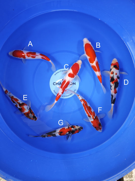 Koi fish for sale — 24-28 cm Suetsugu Kohaku at ChampKoi