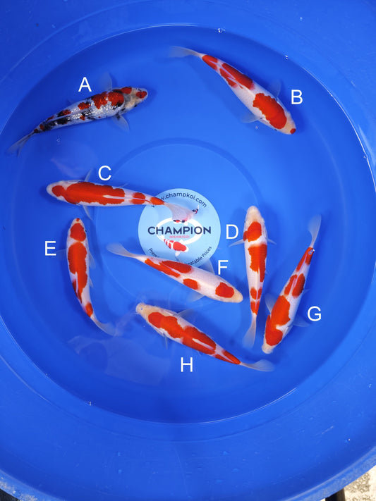 Koi fish for sale — 24-28 cm Suetsugu Ginrin Showa at ChampKoi