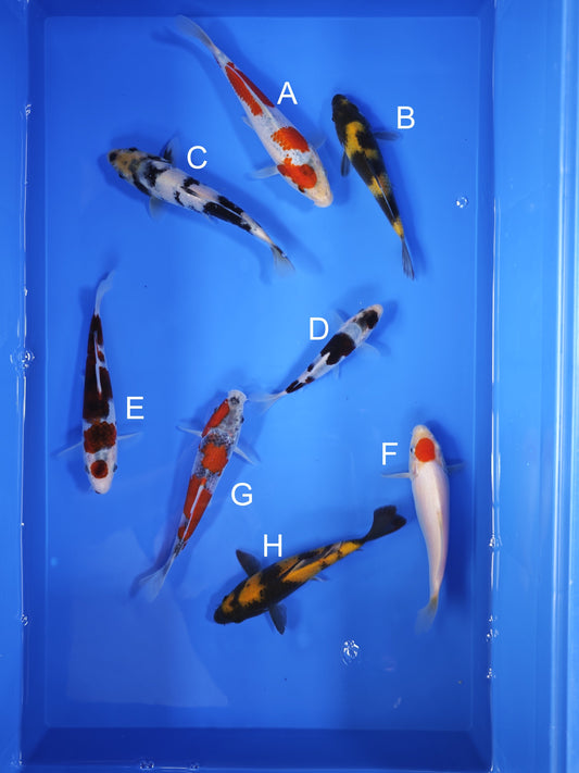 Koi fish for sale — 12-17 cm Otsuka Goshiki at ChampKoi