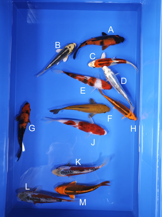 Koi fish for sale — 18-20 cm Ogata Hi Utsuri at ChampKoi