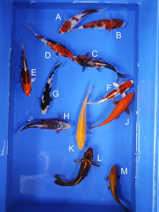 Koi fish for sale — 18-20 cm Ogata Budo Goromo at ChampKoi