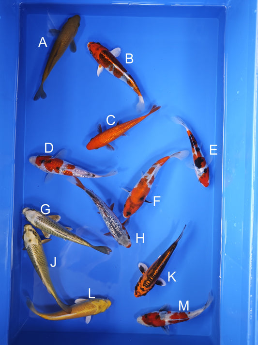 Koi fish for sale — 15-17 cm Ogata Chagoi at ChampKoi