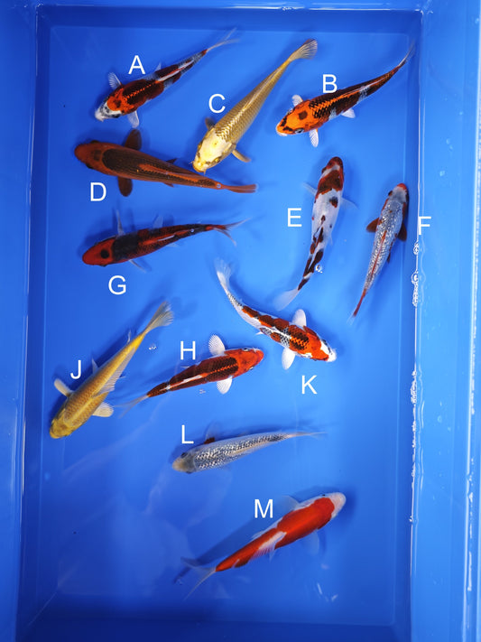 Koi fish for sale — 15-17 cm Ogata Kujaku at ChampKoi