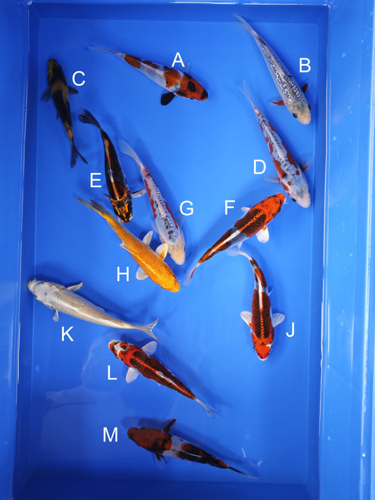 Koi fish for sale — 15-17 cm Ogata Showa at ChampKoi