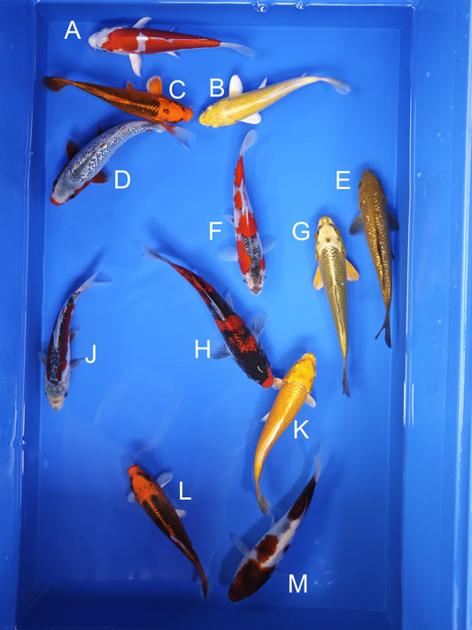 Koi fish for sale — 15-17 cm Ogata Kikusui at ChampKoi