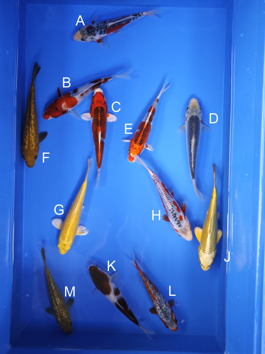 Koi fish for sale — 15-17 cm Ogata Shusui at ChampKoi