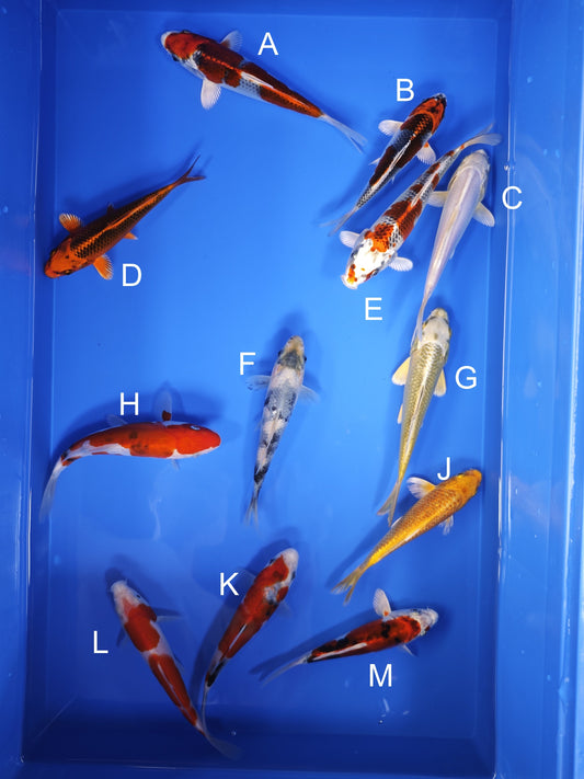 Koi fish for sale — 15-17 cm Ogata Kujaku at ChampKoi
