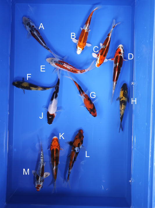 Koi fish for sale — 15-17 cm Ogata Shusui at ChampKoi