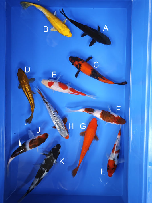 Koi fish for sale — 18-21 cm Ogata Karasugoi at ChampKoi