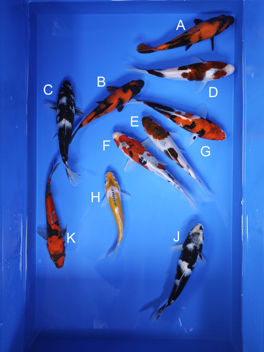 Koi fish for sale — 18-21 cm Ogata Hi Utsuri at ChampKoi
