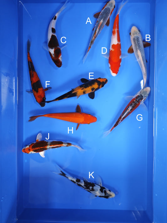 Koi fish for sale — 18-21 cm Ogata Asagi at ChampKoi