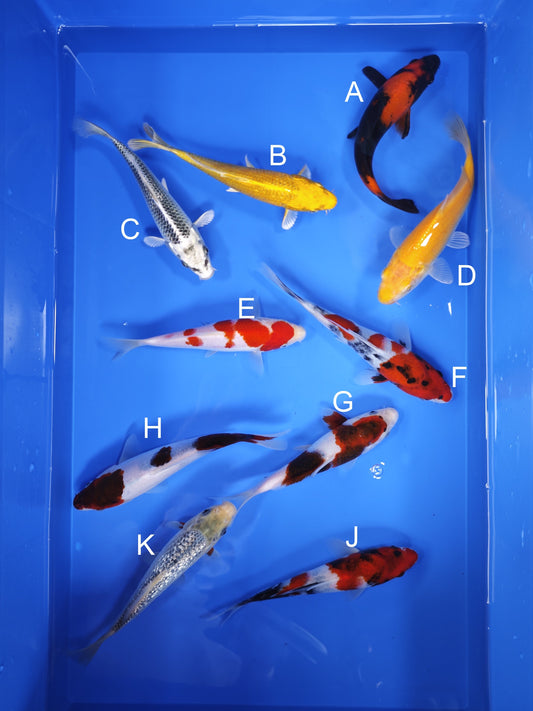 Koi fish for sale — 18-21 cm Ogata Hi Utsuri at ChampKoi