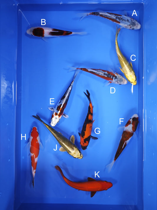 Koi fish for sale — 18-21 cm Ogata Shusui at ChampKoi