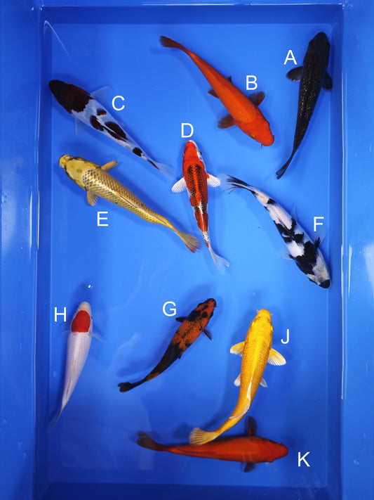 Koi fish for sale — 18-21 cm Ogata Ginrin Karasugoi at ChampKoi