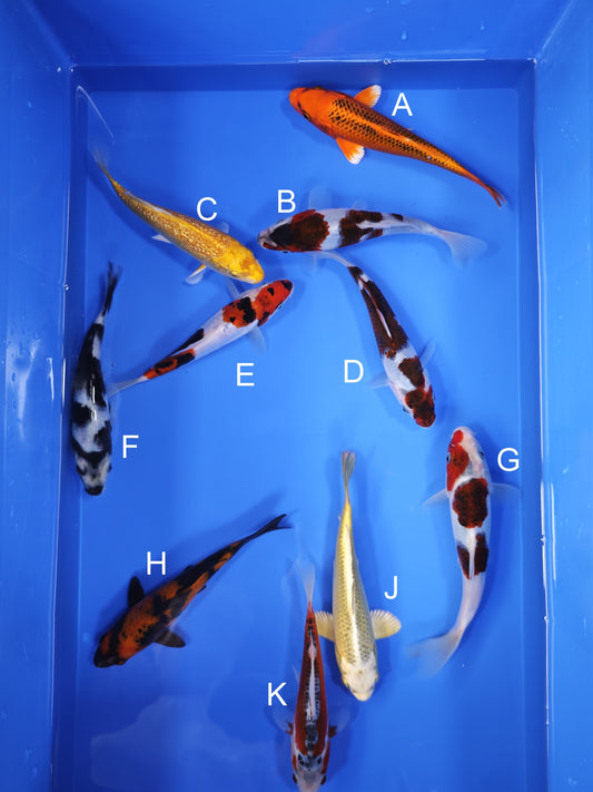 Koi fish for sale — 18-21 cm Ogata Kin Matsuba at ChampKoi
