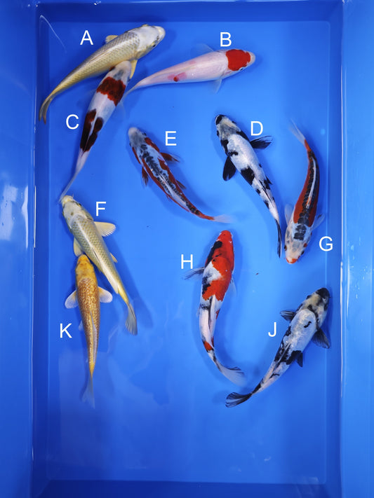Koi fish for sale — 18-21 cm Ogata Mukashi Ogon at ChampKoi