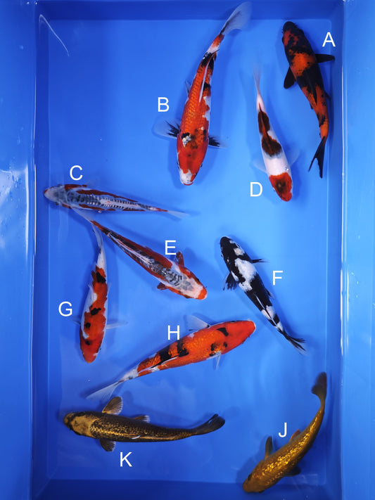 Koi fish for sale — 20-23 cm Ogata Hi Utsuri at ChampKoi