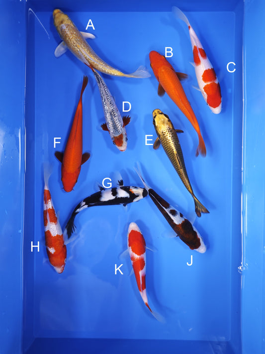 Koi fish for sale — 20-23 cm Ogata Ginrin Hariwake at ChampKoi